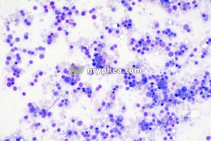 Moelle osseuse x100 - gryphea.org